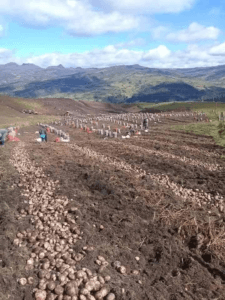 cosecha de papas en peru