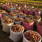 La Infinita Variedad de la Papa, un tesoro de los Andes cultivado por nuestra gente humilde del campo.