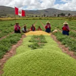 Las Arvejas en el Perú: Cultivo, Variedades y Tradición Gastronómica