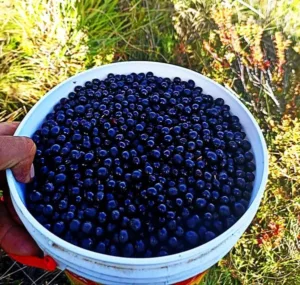 Los Arándanos en el Perú: Un Tesoro Azul de la Agricultura