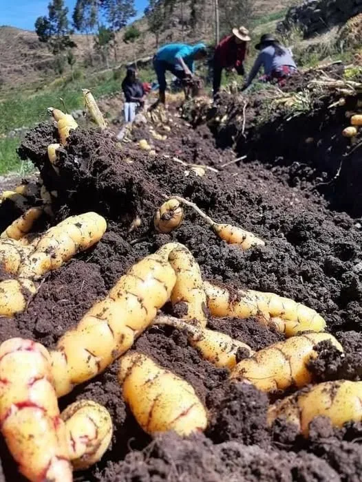 La Agricultura en los Andes y sus Herramientas Tradicionales