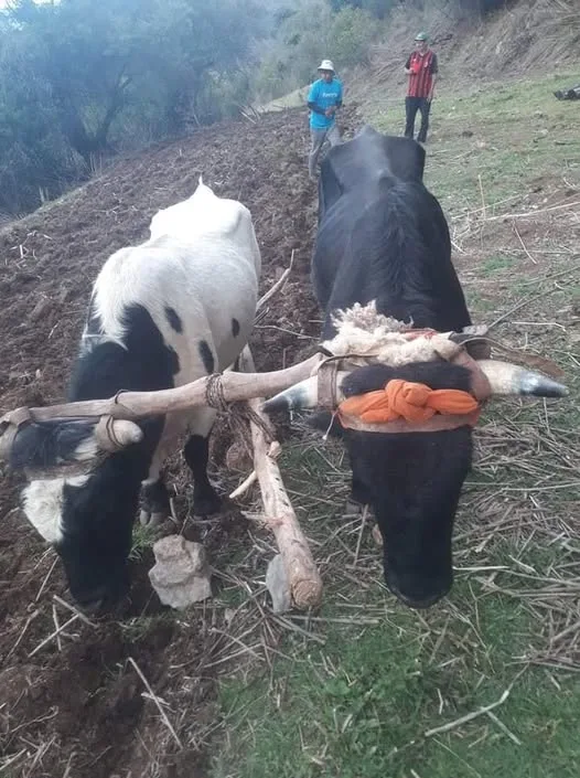 La Agricultura en los Andes y sus Herramientas Tradicionales