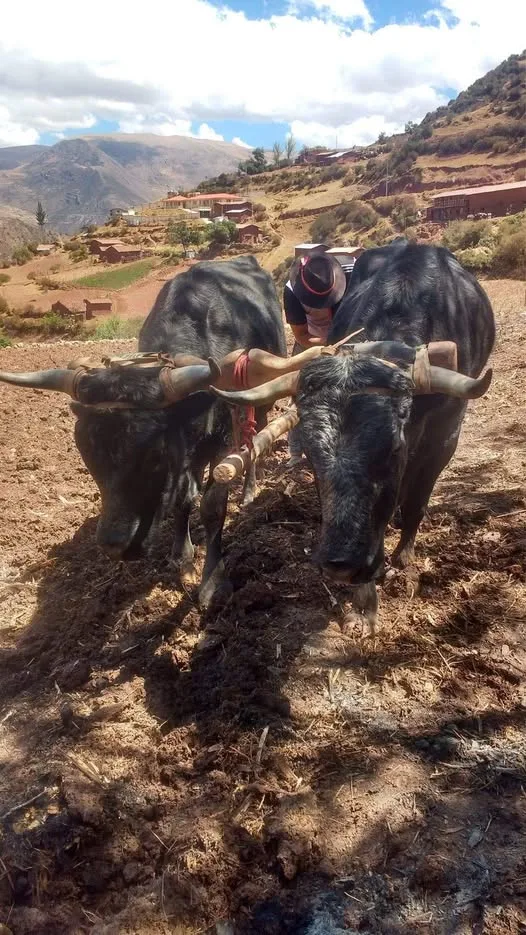 La Agricultura en los Andes y sus Herramientas Tradicionales