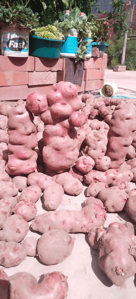 Papas Milenarias del Perú
