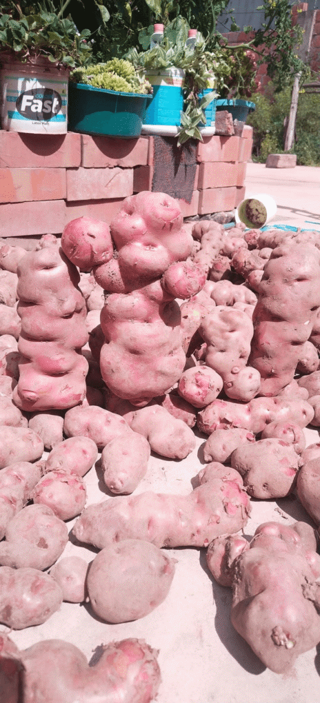 Papas Milenarias del Perú