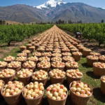 Durazno Blanco Andino: Dulce Tesoro del Perú El fruto ancestral que endulza los Andes y cautiva paladares con su sabor único.