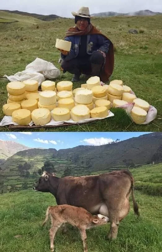 El queso andino peruano, el mejor del mundo