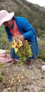 Ocas Andinas : Tesoro dorado de los Andes peruanos