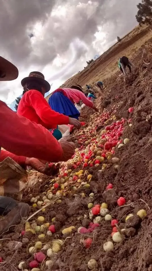 El olluco: el tubérculo multicolor de los Andes peruanos