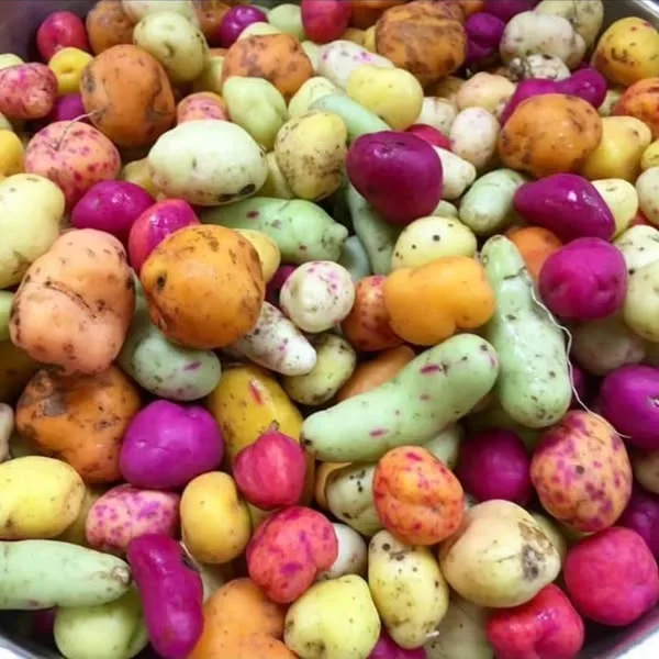 El olluco: el tubérculo multicolor de los Andes peruanos