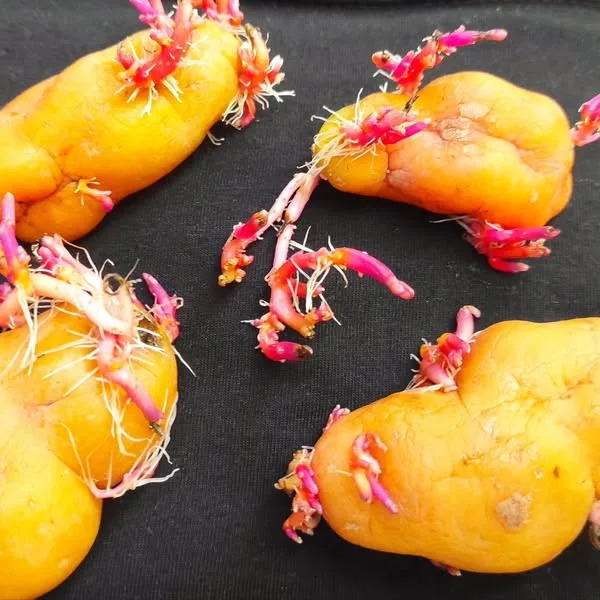 El olluco: el tubérculo multicolor de los Andes peruanos