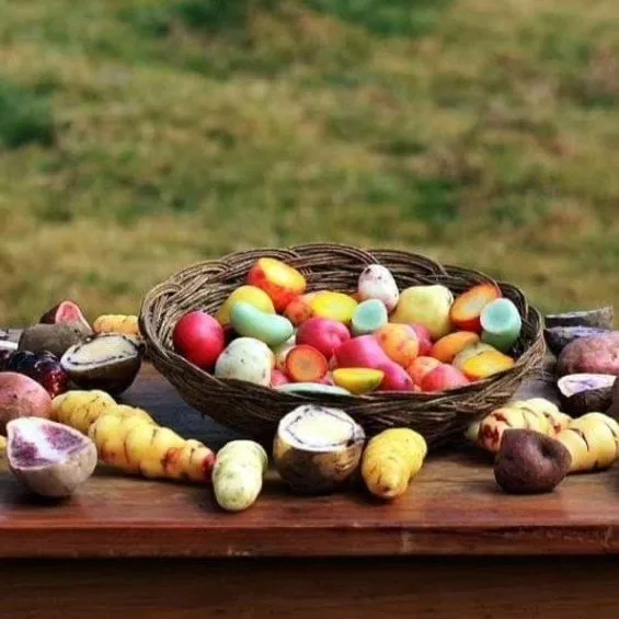 El olluco: el tubérculo multicolor de los Andes peruanos