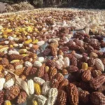 El maíz andino: el oro sagrado de los Andes peruanos