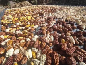 El maíz andino: el oro sagrado de los Andes peruanos