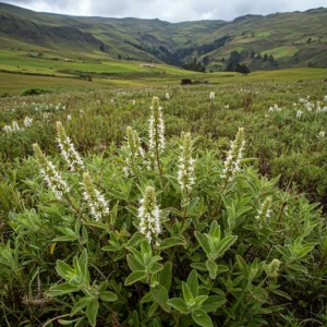 Sabiduría Verde del Perú: Plantas Medicinales que Sanan Cuerpos y Conectan con la Tierra