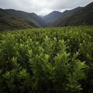 Sabiduría Verde del Perú: Plantas Medicinales que Sanan Cuerpos y Conectan con la Tierra
