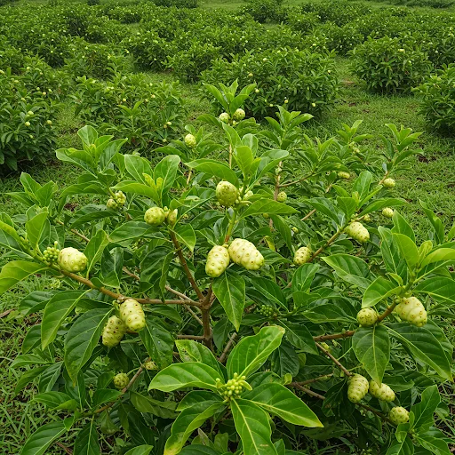 Frutos Medicinales del Perú: Sabores que Sanan, Historias que Inspiran