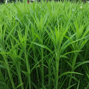 Sabiduría Natural del Perú: Plantas y Frutas que Ayudan a Controlar la Diabetes