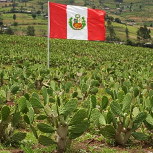 Tunas y Nopales: Tesoro Ancestral del Perú para la Salud y el Bienestar