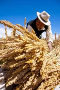 La Quinua: Tesoro Andino del Perú y su Impacto en el Mundo