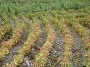 La Quinua: Tesoro Andino del Perú y su Impacto en el Mundo