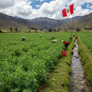 Cómo Sembrar Arvejas de Forma Tecnificada en el Perú: Tradición, Ciencia y Futuro