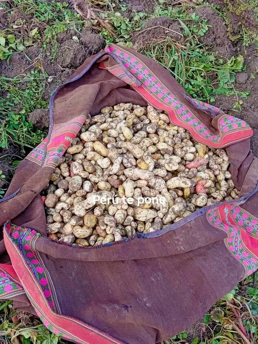 El Olluco y sus Variedades: Tesoro Andino del Perú