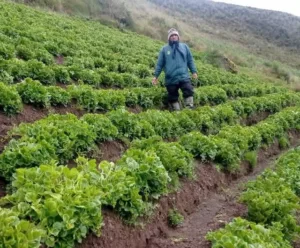 El Olluco y sus Variedades: Tesoro Andino del Perú