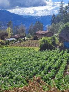 El Quechua en el Perú: Un Legado Lingüístico y Cultural que Resiste el Tiempo