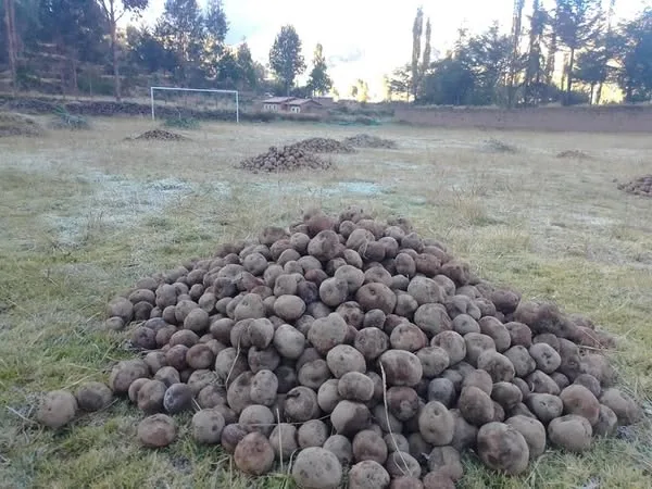 El Chuño: Un Tesoro Andino y su Proceso Milenario de Elaboración