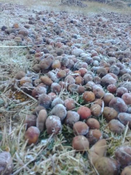 El Chuño: Un Tesoro Andino y su Proceso Milenario de Elaboración