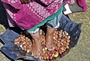 El Chuño: Un Tesoro Andino y su Proceso Milenario de Elaboración