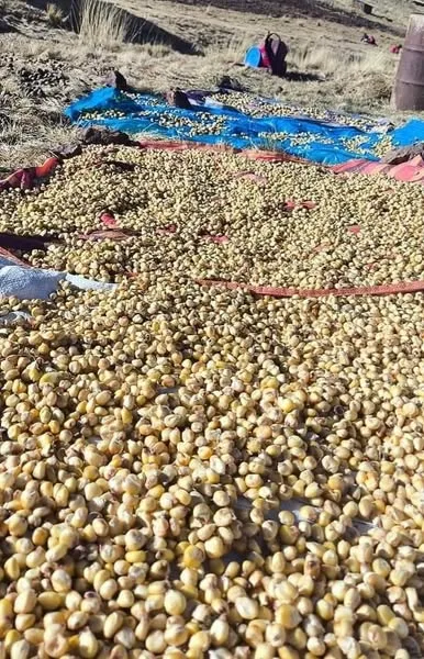 El Chuño: Un Tesoro Andino y su Proceso Milenario de Elaboración