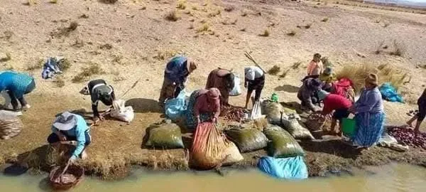 El Chuño: Un Tesoro Andino y su Proceso Milenario de Elaboración