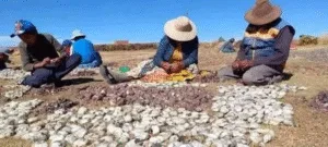 El Chuño: Un Tesoro Andino y su Proceso Milenario de Elaboración