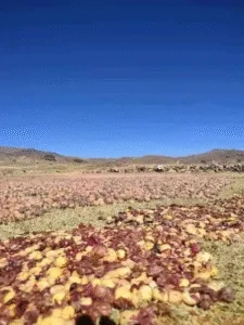 El Chuño: Un Tesoro Andino y su Proceso Milenario de Elaboración