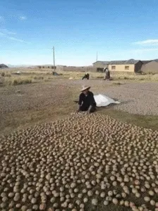 El Chuño: Un Tesoro Andino y su Proceso Milenario de Elaboración