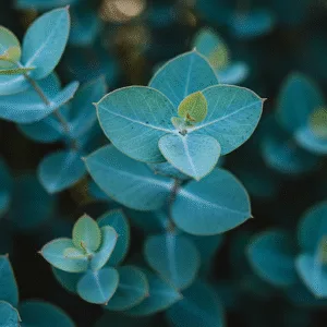 El Eucalipto: El Secreto Natural de los Peruanos para Aliviar Trastornos Respiratorios y Dolores Musculares