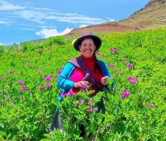 Las Tradiciones de las Mujeres Andinas de Perú: Historias, Sabiduría y Resiliencia