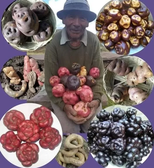 Por Qué Deberías Aprender a Saludar en Aimara y Quechua Este Año