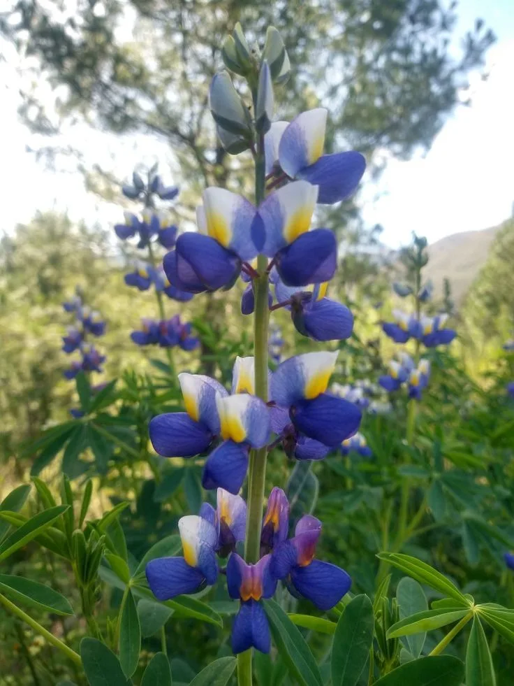 Agricultura Andina: Cómo Sembrar Tarwi, el Oro Blanco de los Andes - Peru te pone Agricultura Andina: Cómo Sembrar Tarwi, el Oro Blanco de los Andes
