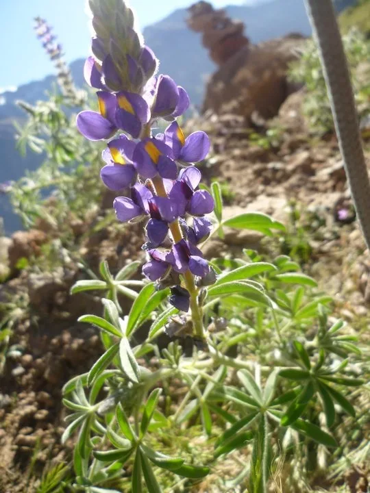 Agricultura Andina: Cómo Sembrar Tarwi, el Oro Blanco de los Andes - Peru te pone Agricultura Andina: Cómo Sembrar Tarwi, el Oro Blanco de los Andes