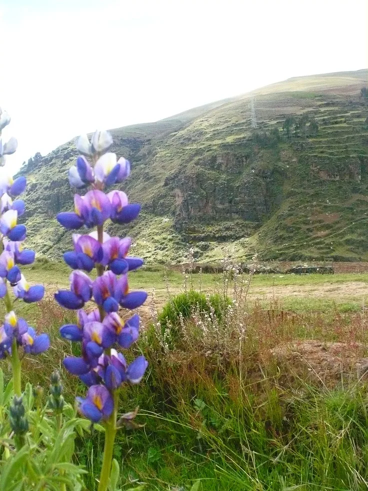 Agricultura Andina: Cómo Sembrar Tarwi, el Oro Blanco de los Andes - Peru te pone Agricultura Andina: Cómo Sembrar Tarwi, el Oro Blanco de los Andes