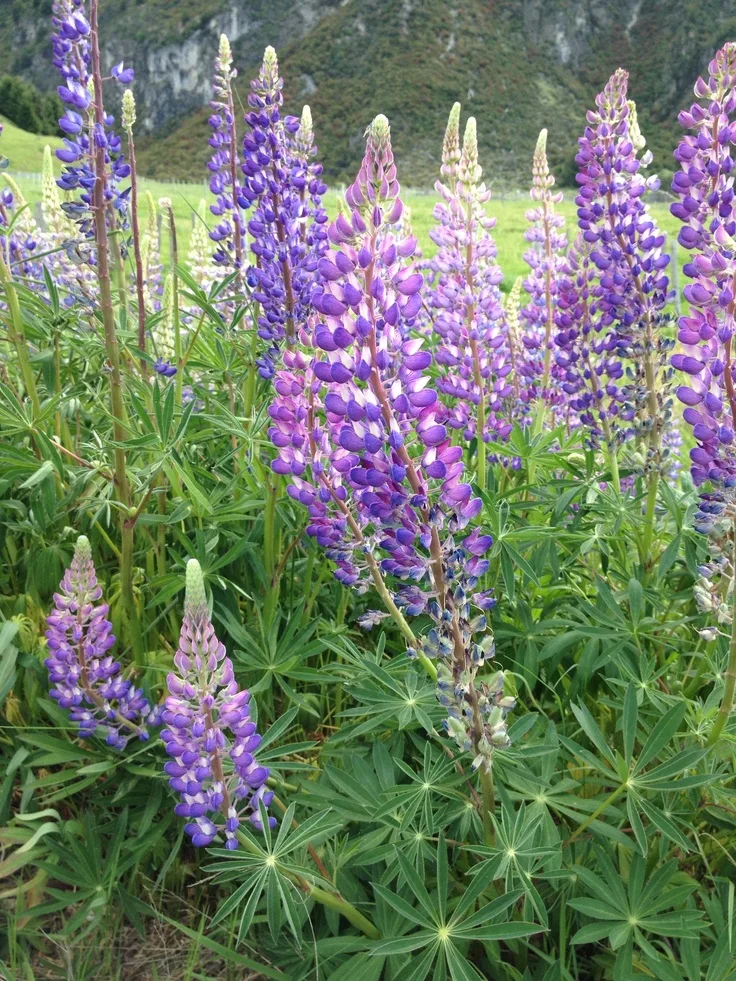 Agricultura Andina: Cómo Sembrar Tarwi, el Oro Blanco de los Andes - Peru te pone Agricultura Andina: Cómo Sembrar Tarwi, el Oro Blanco de los Andes