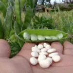 Agricultura Andina: Cómo Sembrar Tarwi, el Oro Blanco de los Andes