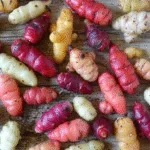 Agricultura Andina: Cómo Sembrar Oca, el Dulce Tesoro de los Andes