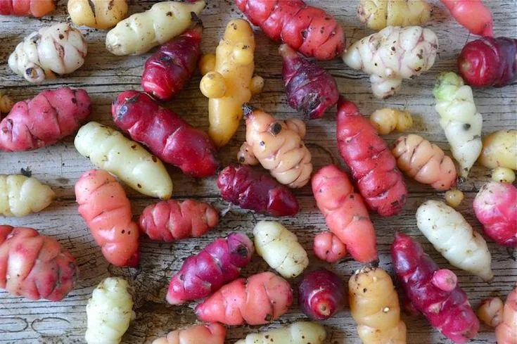 Agricultura Andina: Cómo Sembrar Oca, el Dulce Tesoro de los Andes