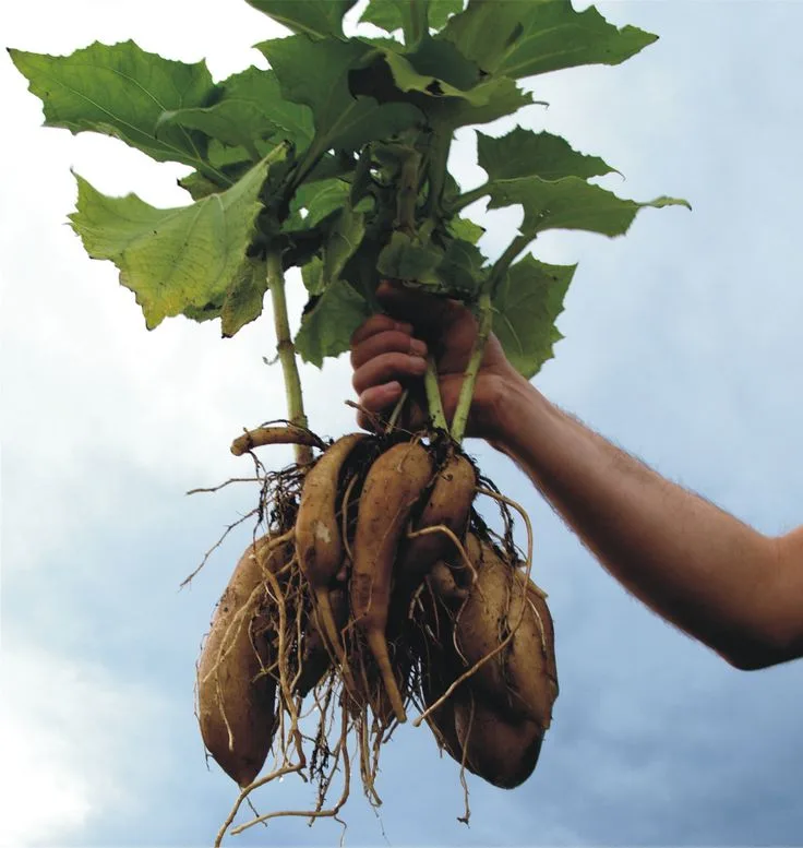 Cómo Sembrar Yacón, el Dulce Secreto de los Andes
