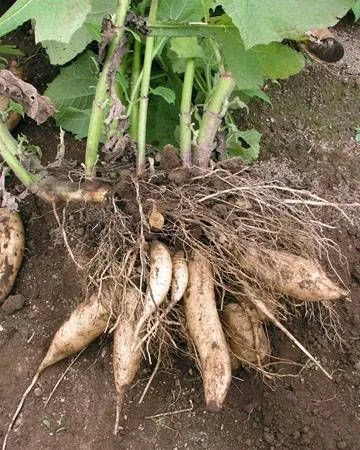 Cómo Sembrar Yacón, el Dulce Secreto de los Andes