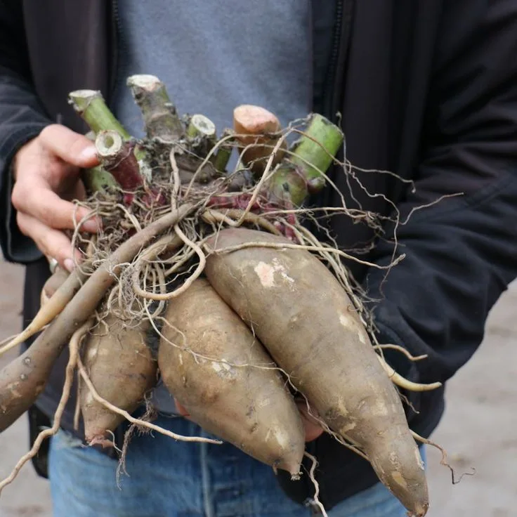 Cómo Sembrar Yacón, el Dulce Secreto de los Andes
